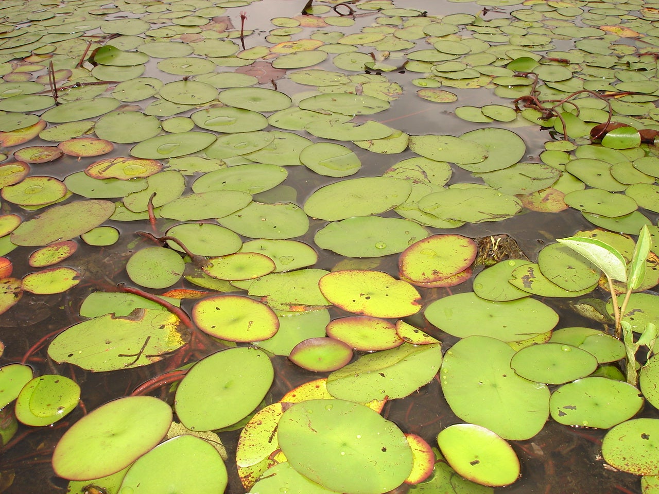 FloatingLeaved Plants Outdoor Alabama